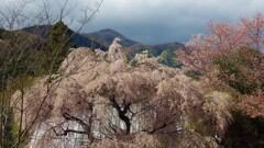 秩父多摩甲斐国立公園 花 山梨市 山梨県 IMGP0068