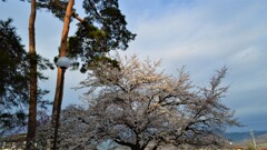 花 万力公園 山梨市 山梨県 DSC_0002