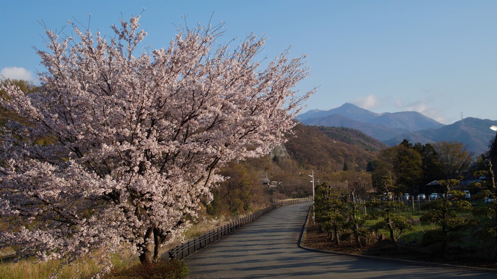 桜 坐忘 乾徳山 山梨市 山梨県 DSC02530