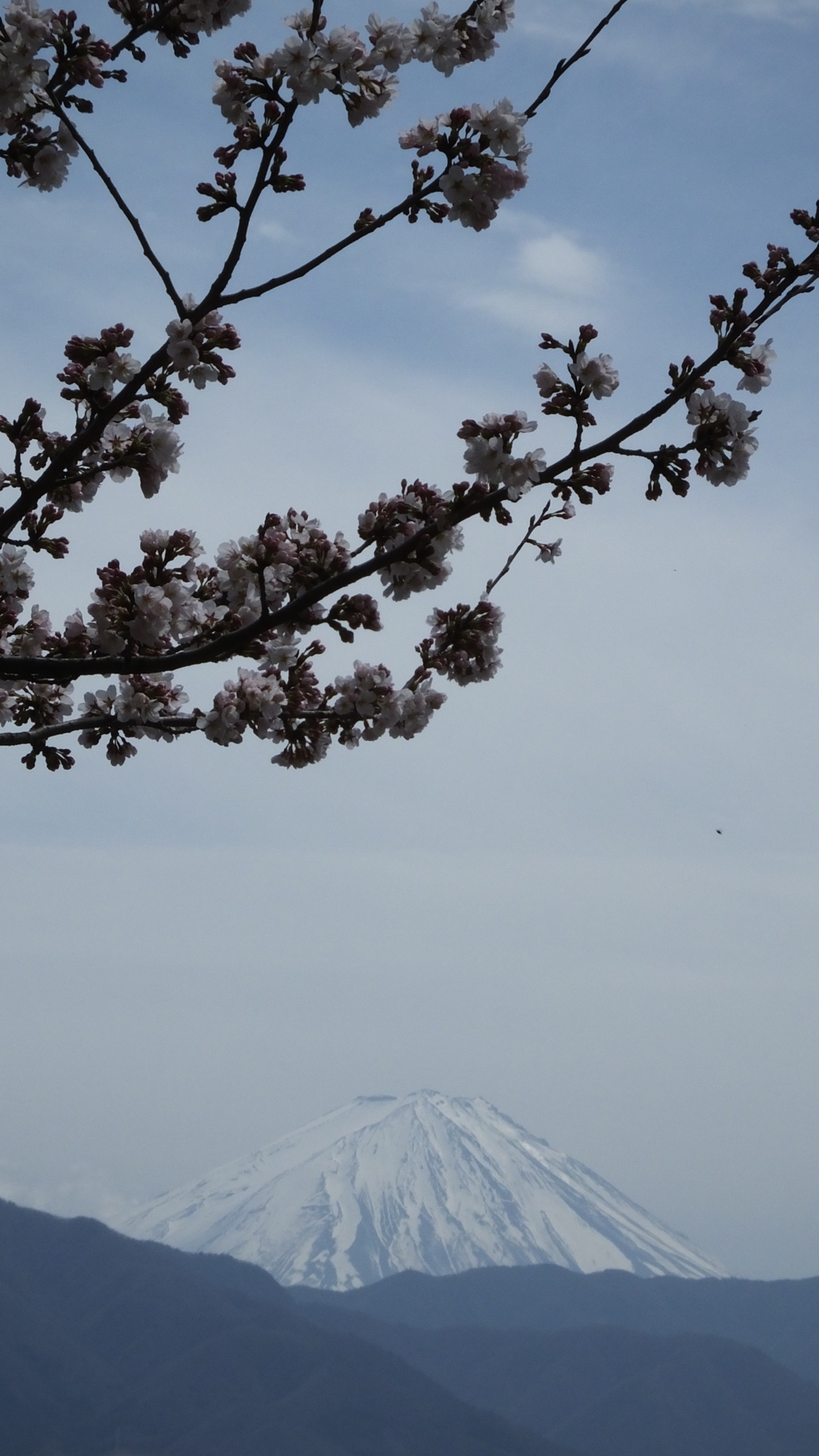 山梨県笛吹川フルーツ公園 山梨市 山梨県