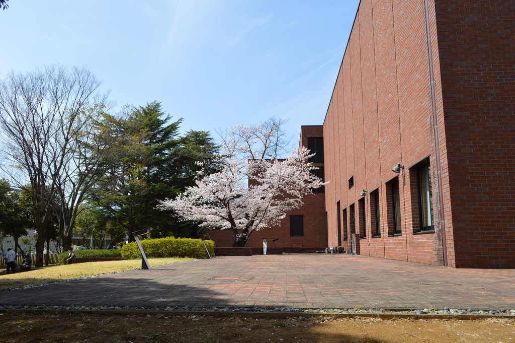 芸術の森公園 桜 山梨県立美術館 文学館 