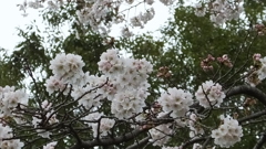 万力公園（万葉の森） 山梨市 山梨県