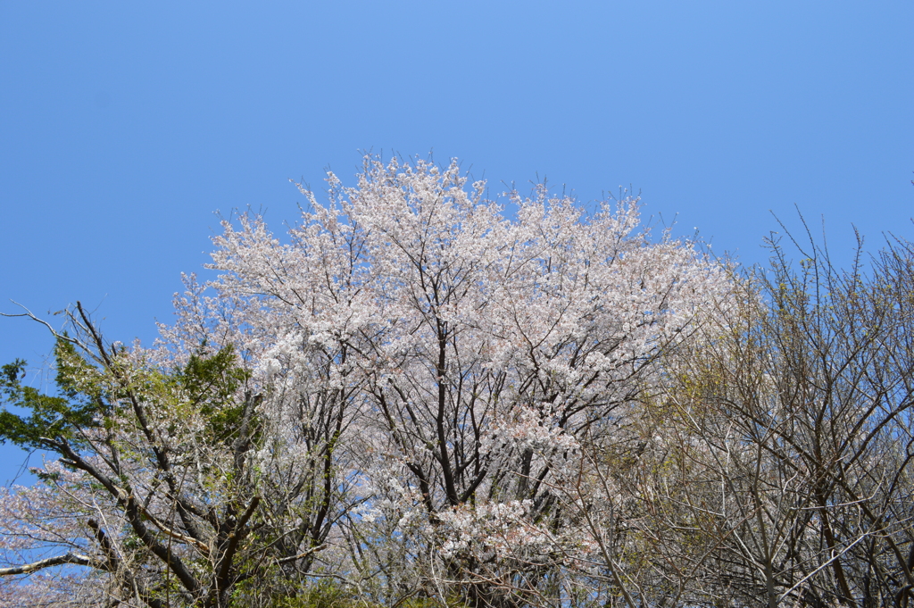 牧丘町窪平 秩父多摩甲斐国立公園 山梨市 山梨県