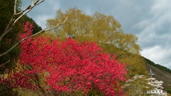 花 三富温泉郷 白龍閣 山梨市 山梨県 DSC_0004