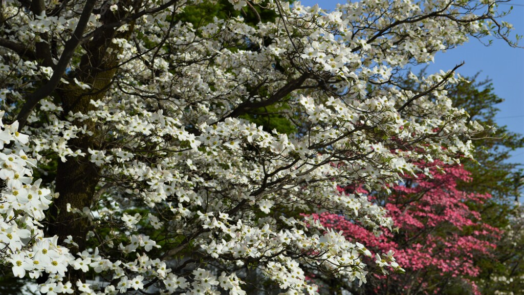 花 山梨市市民体育館 山梨県 DSC_0027