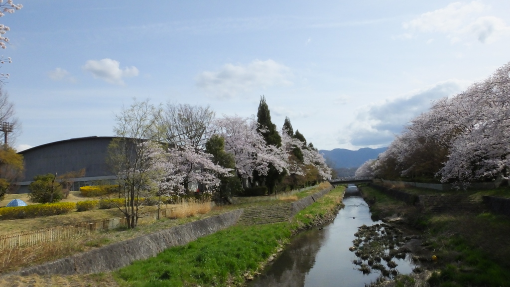 小瀬スポーツ公園 桜の名所 甲府市 山梨県