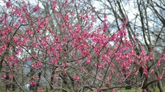 花 山梨県森林公園 金川の森 笛吹市一宮町 山梨県 DSC_8838