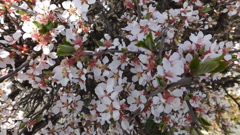 山梨県笛吹川フルーツ公園 山梨市 山梨県