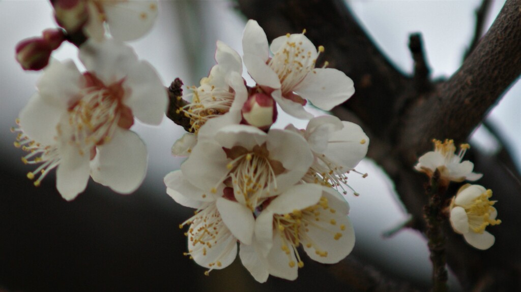花 山梨県 DSC00815