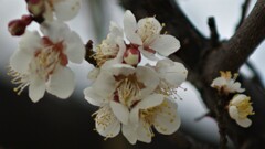 花 山梨県 DSC00815