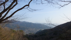 座禅草 ざぜんそう 小倉山 玉宮 甲州市塩山竹森 山梨県