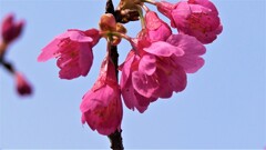 花 山梨県森林公園 金川の森 笛吹市一宮町 山梨県 DSC01760