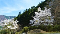 花 乾徳山 登山口 徳和 山梨市 山梨県 DSC_0016