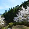 花 乾徳山 登山口 徳和 山梨市 山梨県 DSC_0016