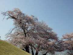 山梨県　笛吹市八代ふるさと公園