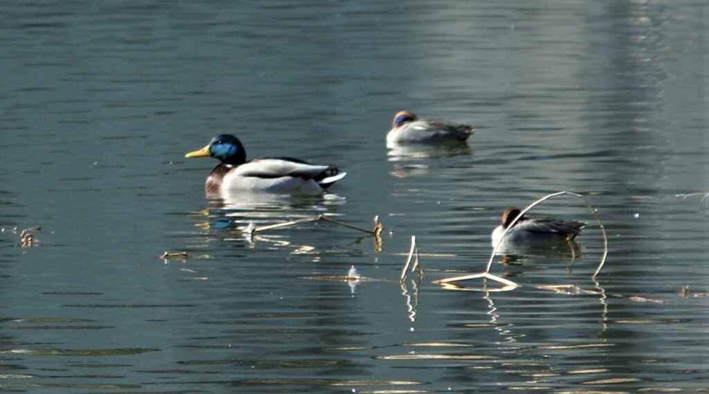 ちどり湖（千鳥湖）山梨市市民会館 万力公園 万葉の森 DSC00684