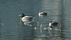 ちどり湖（千鳥湖）山梨市市民会館 万力公園 万葉の森 DSC00684