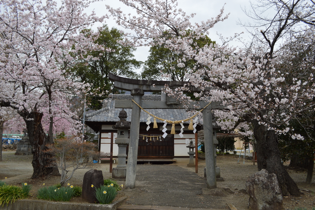 八幡神社 櫻 甲府市横根町 山梨県