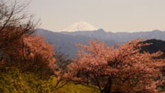 富士山 塩山ふれあいの森総合公園 甲州市 山梨県 DSC04962