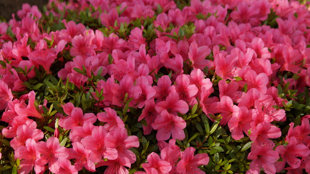 花 山梨市 山梨県 DSC03448