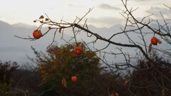 果実 笛吹川フルーツ公園 山梨市 山梨県 DSC02729