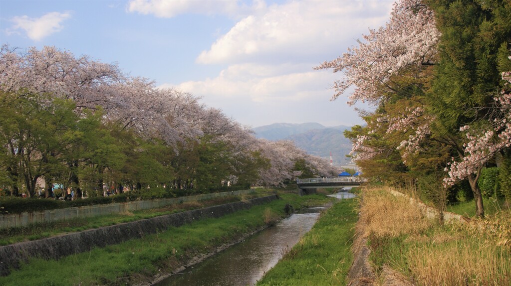 花 小瀬スポーツ公園 甲府市 山梨県 DSC08419