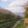花 小瀬スポーツ公園 甲府市 山梨県 DSC08419