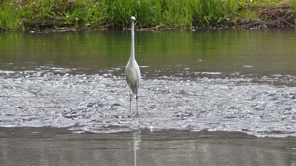 鳥 甲府市 山梨県 DSC02704