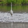 鳥 甲府市 山梨県 DSC02704