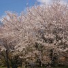 花 小瀬スポーツ公園 甲府市 山梨県 DSC08407
