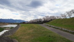 花 笛吹市市役所 山梨県 DSC01995