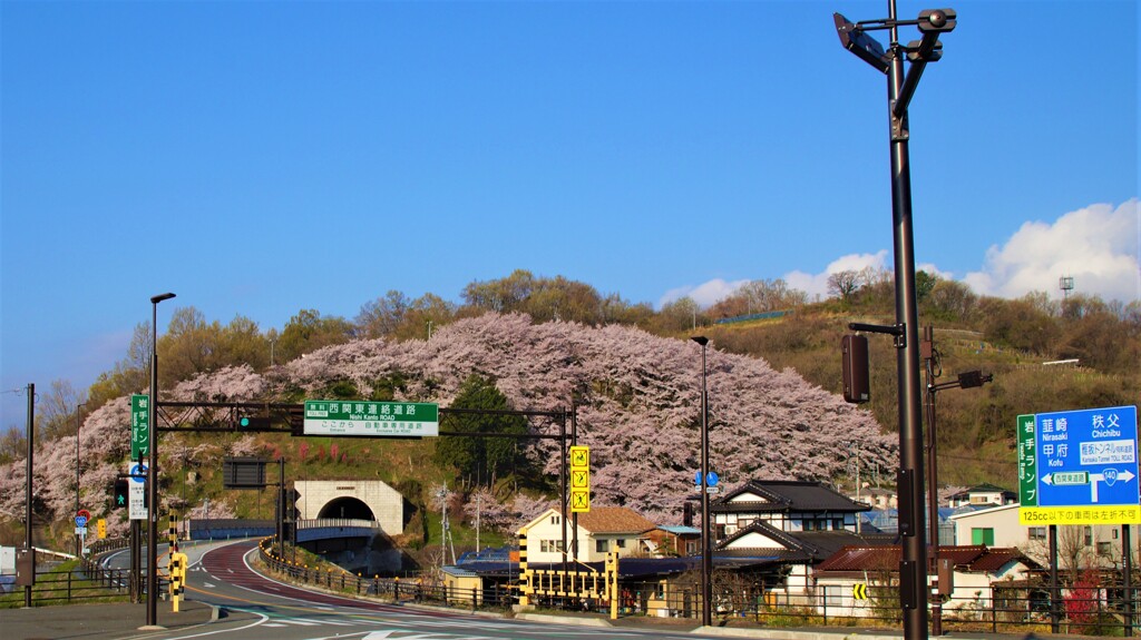 桜 荒神山 山梨市 山梨県 DSC02566