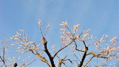 フルーツ公園 花 山梨市 山梨県 DSC_0026