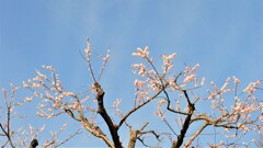 フルーツ公園 花 山梨市 山梨県 DSC_0026