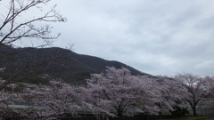 山梨英和大学  櫻 甲府市 山梨県