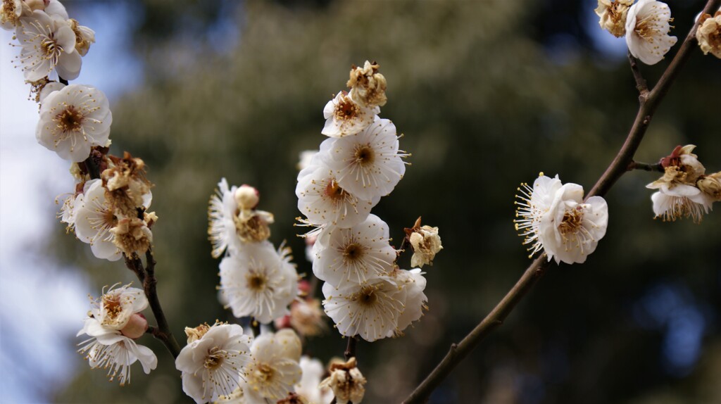 山梨県森林公園金川の森 笛吹市一宮町 山梨県 DSC07878