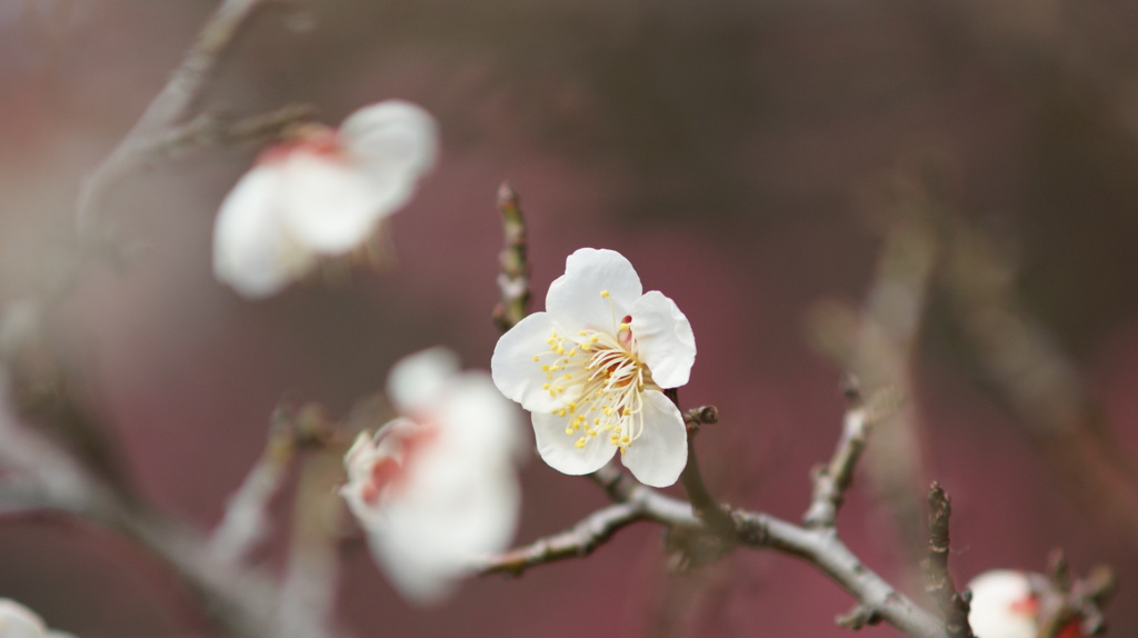 山梨県森林公園金川の森 笛吹市一宮町 山梨県 DSC00458