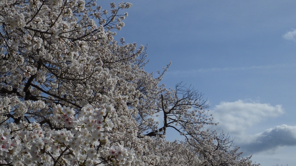 小瀬スポーツ公園 桜の名所 甲府市 山梨県