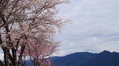 花 山梨市 山梨県 DSC02054