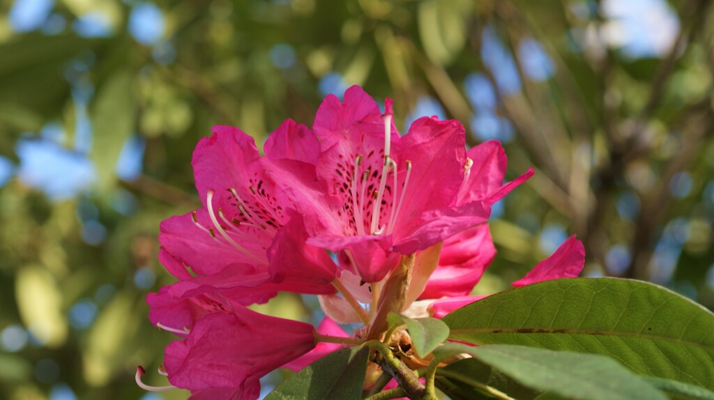 花 小瀬スポーツ公園 甲府市 山梨県 DSC01501