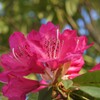 花 小瀬スポーツ公園 甲府市 山梨県 DSC01501
