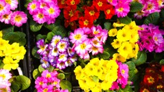 ハーブ庭園 夢日記 勝沼庭園 甲州市 山梨県 DSC06117