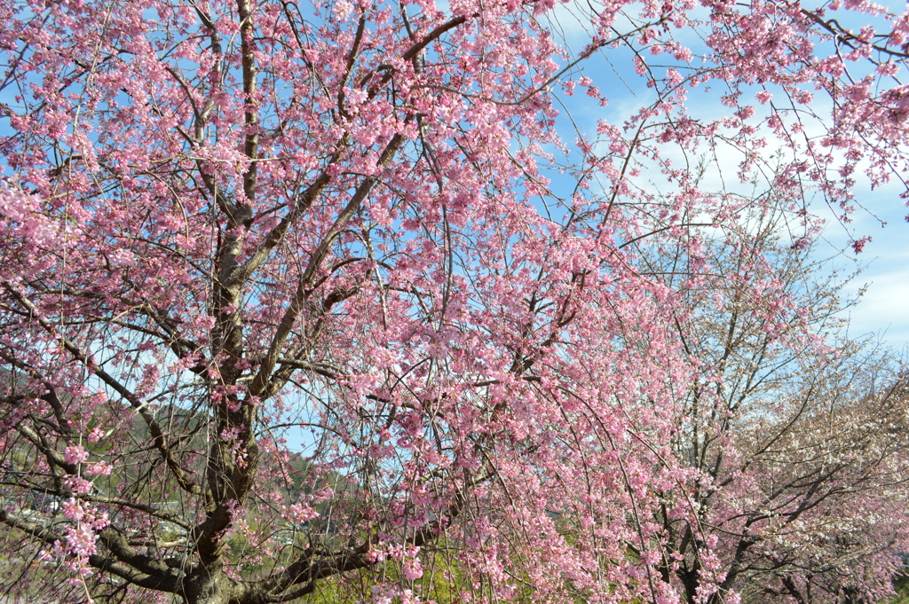 塩山藤木 甲州市 山梨県