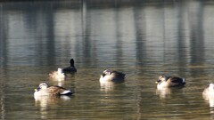 鳥 ちどり湖 万力公園 山梨市 山梨県 DSC03664