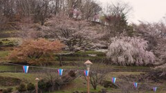 塩山ふれあいの森総合公園 甲州市 山梨県 DSC06932