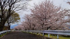 花 甲府市荒川 山梨県 DSC02682