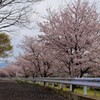 花 甲府市荒川 山梨県 DSC02682
