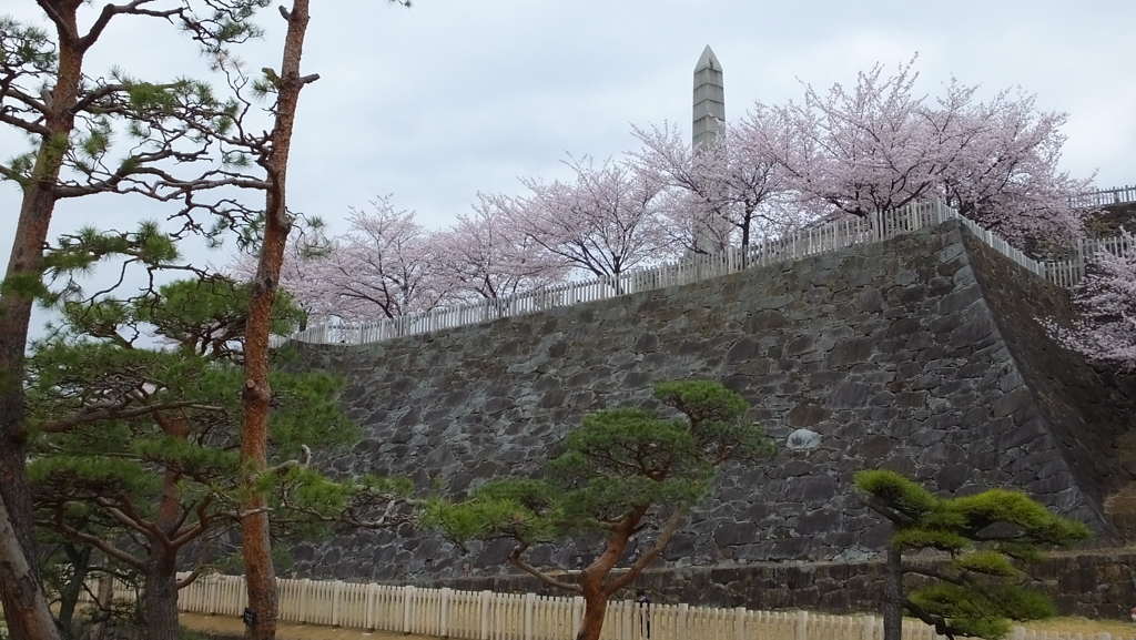 舞鶴城 櫻 甲府市 山梨県