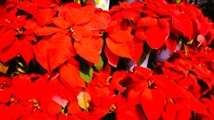 ハーブ庭園 夢日記 勝沼庭園 甲州市 山梨県 DSC06111