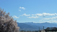 花 甲州市 山梨県 DSC_8884